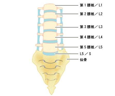 腰椎骨腰椎4—5节位置图片