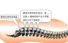 腰椎骨腰椎4—5节位置图片